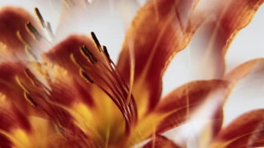 Lily Botanik. Çiçek sanatı. Odaklanmamış kırmızı çiçek doğası soyut yaratıcı çiçek arkaplanda bitki tomurcuğu hareketi beyaz ışık arkaplanı.