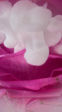 Dikey video. Duman sıvısı. Yaprak dumanı. Gül çiçeğini kaplayan beyaz dalga boyalı duman. Odaklanmamış pembe lens sanat soyut dekoratif arkaplan .