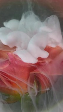 Dikey video. Duman patlaması. Sis çiçeği. Zarif canlı parlak gül beyaz sprey mürekkep çözünmüş pembe şeftali dumanı su doğası soyut renk arkaplan .