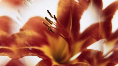 Sanat çiçekleri. Çiçek açan doğa. Kırmızı sarı renkli zambak çiçeği soyut ışık objektifinde yüzen yaratıcı bitki doğası beyaz arkaplanı aydınlatır.