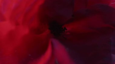 Botanik geçmişi. Doğa alevi. Odaksız kırmızı gül rengi çiçek damlası soyut beyaz ışık sanatında daireler çiziyor..