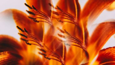 Soyut bir çiçek. Zambak ışığı. Odaklanamayan kırmızı renkli lens, doğada parlayan leke, bitkiler yaratıcı sanat eserleri üzerine hareket eden beyaz arka plan..