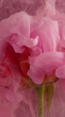 Dikey video. Mürekkep sisi. Sanat çiçeği. Gül yaprağında pürüzsüz renkli duman üfürüğü akışı. Soyut doğa bulanık, bulanık, pembe, parıltılı su arka planı. .