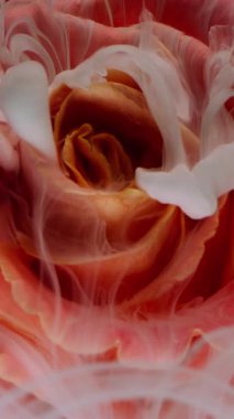 Dikey video. Çiçek arkaplan. Boya sıçraması. Odaklanmamış kırmızı pembe pembe gül yaprakları soyut yaratıcı sanat eserlerinde doğa bulutu sıvısı su damlacıkları tüttürür..