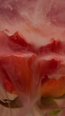 Dikey video. Su damlası gülü. Çiçek ışıltısı arka planı. Odaklanmamış kırmızı pembe yeşil renkli bitki doğası soyut yaratıcı sanatta yüzen boya mürekkep dokusu.