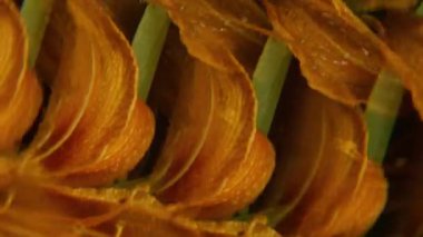 Fraktal taç yaprakları. Doğa kaleydoskopu. Odaklanmamış kırmızı turuncu yeşil renk. Çiçek açan tropikal koyu siyah arkaplan üzerindeki bitki su çemberi..