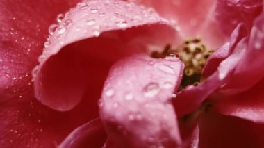 Yapraklar çiçek açar. Tropik çiçek. Pembe renkli, yaratıcı, şeffaf çiçek damlası. Soyut alevli ışık çevre sanatı üzerine..