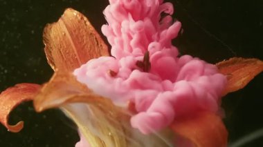 Tropik çiğ taneleri. Mürekkep damlası patlaması. Odaklanmamış turuncu renk zambak çiçeği pembe renk soyut koyu siyah arkaplanda akıyor..