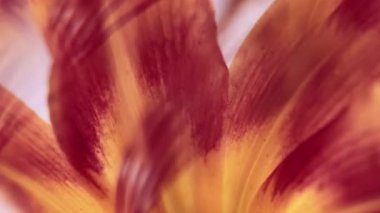 Erkek organı ekin. Çiçekli kaleydoskop. Odaklanamayan sarı kırmızı renk zambak yaprakları merceklerin parlamaları soyut ışık arka planında yüzer..