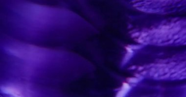 Odaklanamayan parlak işaret fişeği. Gradyan dokusu. Görsel optik ışıltılı ışık sanatının arka planında mor renk ışıltısı.