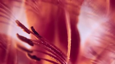 Tropik çiğ taneleri. Çiçek sanatı. Odakları çözülmüş sarı kırmızı zambak çiçeği. Doğanın mercekleri soyut ışık botanik arka planında yüzüyor..