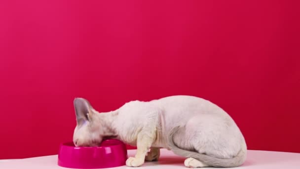 一只白色的小猫坐在红色的背景上 吃着碗里的食物 高质量的4K镜头 — 图库视频影像