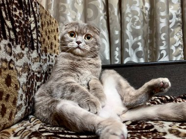 Şirin gri tüylü kedi büyük sarı gözleriyle kanepede oturuyor.