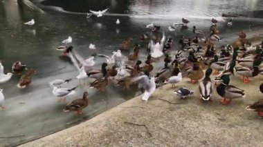 Birds fly up to a frozen lake to gather food. High quality 4k footage