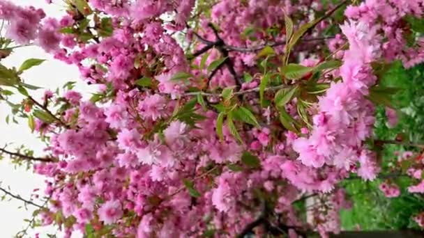 Drzewa Sakura Ogrodzie Wiosną — Wideo stockowe