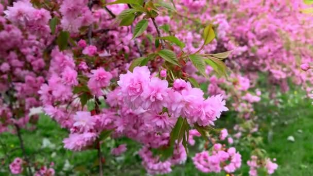 Όμορφα Λουλούδια Sakura Στον Κήπο Την Άνοιξη — Αρχείο Βίντεο