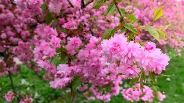 Рожеві Квіти Сакури Саду Навесні — стокове відео
