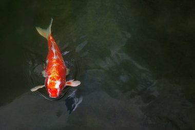 Gölden kırmızı süslemeli sazan çıktı. Koi sazanı süs balığıdır..