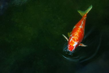 Farklı renklerde dekoratif bir sazan başını sudan çıkardı ve ağzından baloncuklar çıkarıyor. Koi sazanı süs balığıdır..