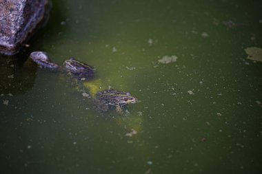Bataklıkta saklanan kurbağa.