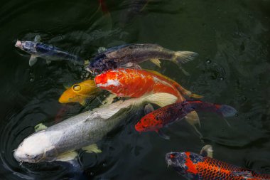 Bir koi balığı sürüsü ortaya çıkar ve gölde yüzer. Koi sazanı süs balığıdır..