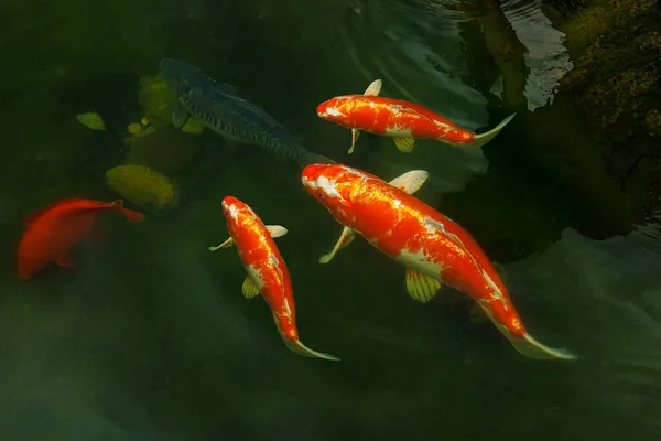 Stado Pięknych Pomarańczowych Karpi Pływa Jeziorze Karp Koi Ryby Ozdobne — Zdjęcie stockowe