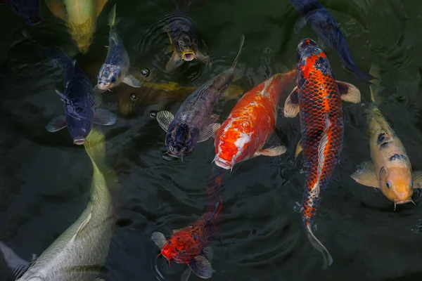 stock image A flock of koi fish open their mouths and ask for food, decorative carps emerge and swim in the lake. Koi carp are ornamental domesticated fish.