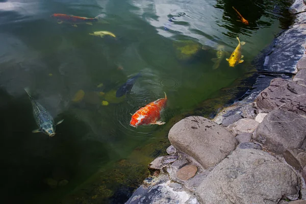 日本鲤鱼从湖中出来呼吸空气 鱼是观赏性家养鱼 — 图库照片