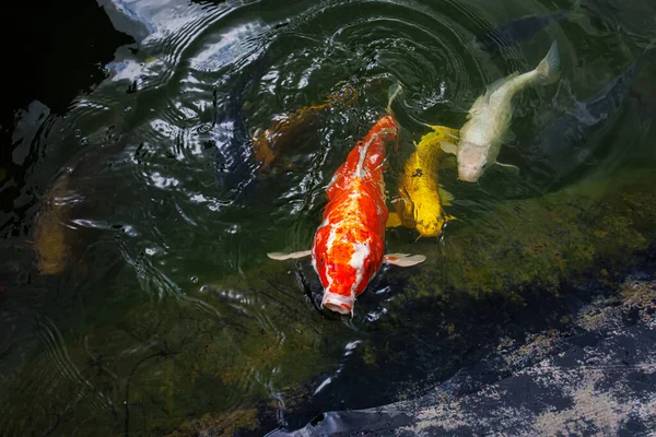 Stock image The red cupid pulled its head out of the water, swims close to the shore and splashes in the water. Koi carp are ornamental domesticated fish.