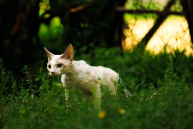 Şirin beyaz bir kedi yavrusu ve doğal ortamdaki oyunu.