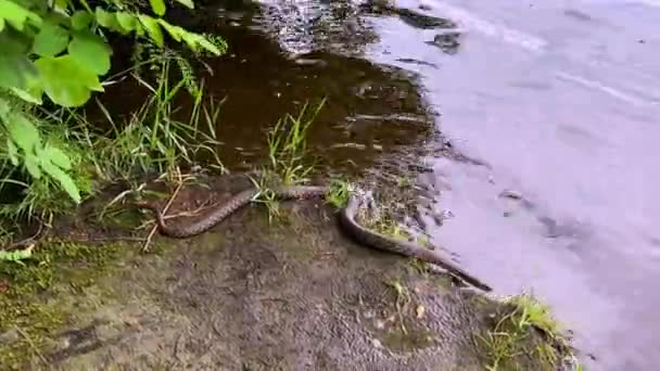 Φίδι Προσπαθεί Συρθεί Στο Ποτάμι — Αρχείο Βίντεο