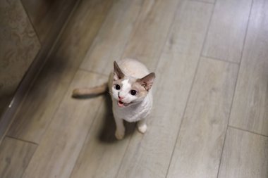 Beyaz bir kedi yavrusu yerde oturuyor ve miyavlıyor.. 