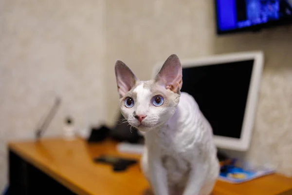 A curly white kitten prepared to jump off the desktop