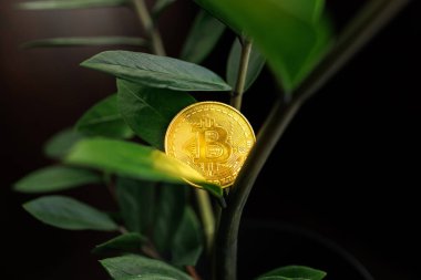 Bitcoin Gold Coin is On Plant Leaves Dnipro, Ukrayna - 23 Ağustos 2023
