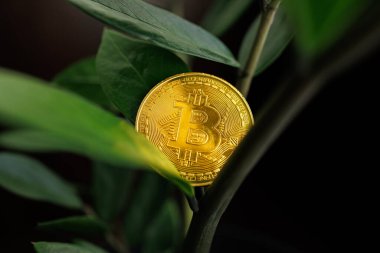 Bitcoin Ama Hazır Renkler Dolarlık Ağaç Yaprağı, Ukrayna - 23 Ağustos 2023