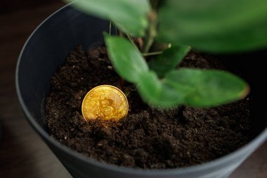 Bitcoin altın sikkesi Ukrayna 'nın başkenti Ukrayna' da yetişmesi için bir saksının içine yerleştirildi. 23 Ağustos 2023