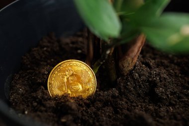 Bitcoin altın sikkesi Ukrayna 'nın başkenti Ukrayna' da yetişmesi için bir saksının içine yerleştirildi. 23 Ağustos 2023 