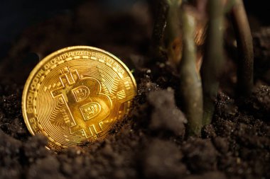 Altın renkli kripto para Bitcoin, büyümesi için toprağa ekilir Dnipro, Ukrayna - 23 Ağustos 2023