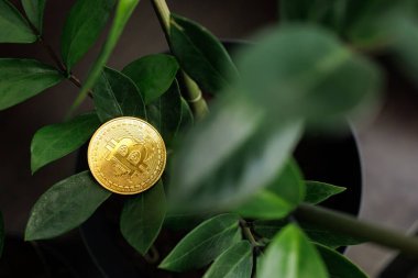 Altın renkli bir Bitcoin madeni para, Ukrayna 'nın Dnipro şehrinde bulunan bir ağacın yapraklarına dayanır.