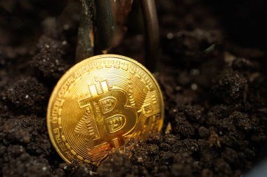 Altın renkli kripto para Bitcoin, büyümesi için toprağa ekilir Dnipro, Ukrayna - 23 Ağustos 2023