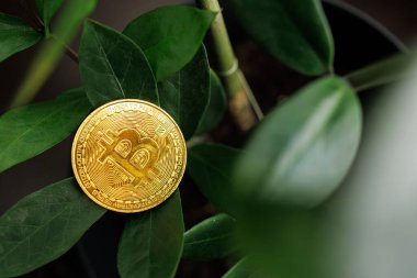 Altın renkli bir Bitcoin madeni para, Ukrayna 'nın Dnipro şehrinde bulunan bir ağacın yapraklarına dayanır.