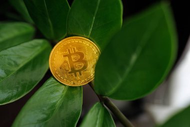Ukrayna 'nın Dnipro şehrinin yaprakları yakınındaki bir dolar ağacının dallarında duran altın bir bitcoin' in makro çekimi - 23 Ağustos 2023