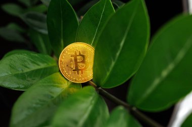 Ukrayna 'nın Dnipro şehrinin yaprakları yakınındaki bir dolar ağacının dallarında duran altın bir bitcoin' in makro çekimi - 23 Ağustos 2023