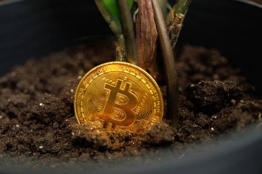 Toprağa ekilen altın kripto Bitcoin Ukrayna 'nın arka tarafından filizlenmeye başlar. 23 Ağustos 2023