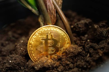 Toprağa ekilen altın kripto Bitcoin Ukrayna 'nın arka tarafından filizlenmeye başlar. 23 Ağustos 2023