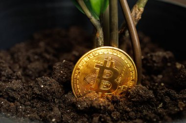 Dnipro, Ukrayna 'daki bir çömleğe yerleştirilen altın renkli bitcoin dijital para - 23 Ağustos 2023
