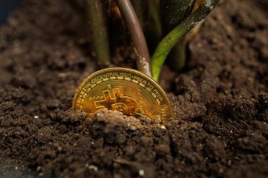 Altın renkli bir Bitcoin kripto sikkesi topraktan filizlenir ve ardından Dnipro, Ukrayna - 23 Ağustos 2023