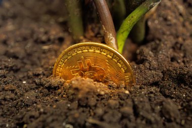 Altın renkli bir Bitcoin kripto sikkesi topraktan filizlenir ve ardından Dnipro, Ukrayna - 23 Ağustos 2023