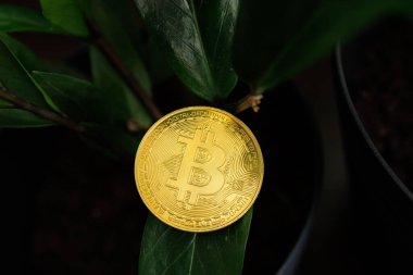 Altın renkli dijital Bitcoin sikkesi, 23 Ağustos 2023 'te Ukrayna' da bir bitki olan Dnipro 'nun yapraklarına dayanır.
