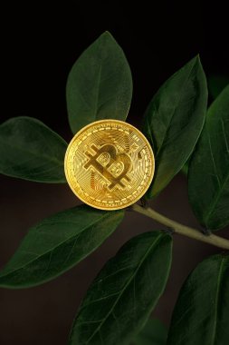 Dolar ağacı yaprakları dijital bir bitcoin madeni para olan Dnipro, Ukrayna - 23 Ağustos 2023